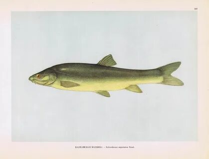 Маринка