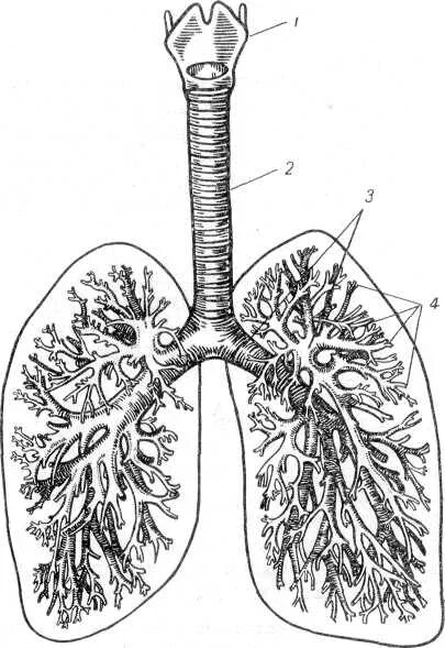 третий бронх. трахея с бронхиальным деревом рисунок. выкашлял бронхиальное дерево. трахея бронхи лёгкие анатомия. трахея бронхи легкие.