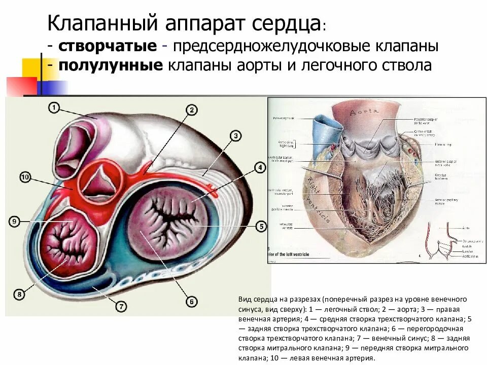 Анатомия сердца клапаны сердца клапан аорты. Клапанный аппарат сердца строение клапанов аорты и легочного ствола. Строение клапанного аппарата сердца. Клапан легочного ствола сердца.