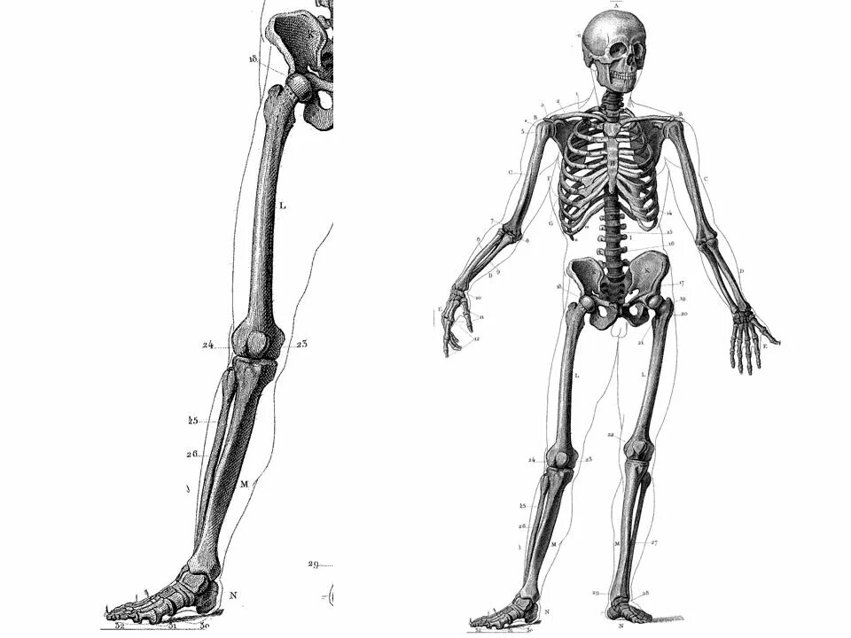 Скелет рисунок. Скелет человека рисунок. Скелет с опорой на одну ногу. Скелет мужчины.