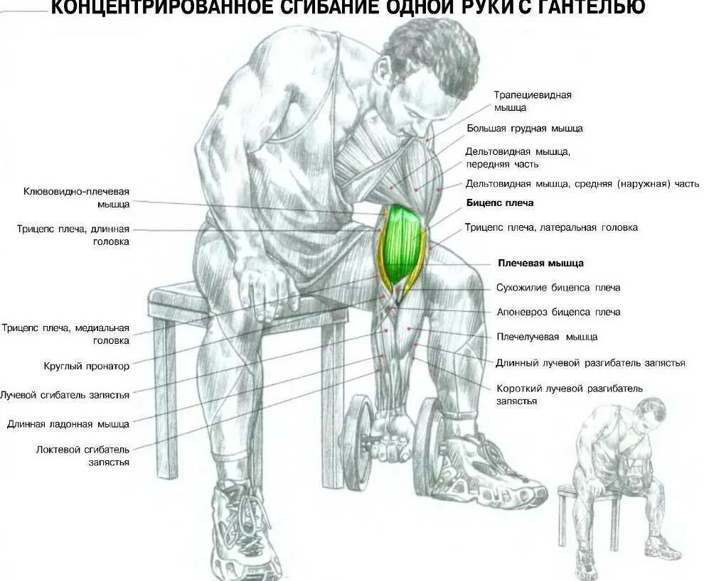 Качаем бицепс трицепс в один день. Концентрированное сгибание рук на бицепс. концентрированные сгибания с гантелями на бицепс. концентрированные сгибания рук с гантелями. схема прокачки бицепса гантелями.