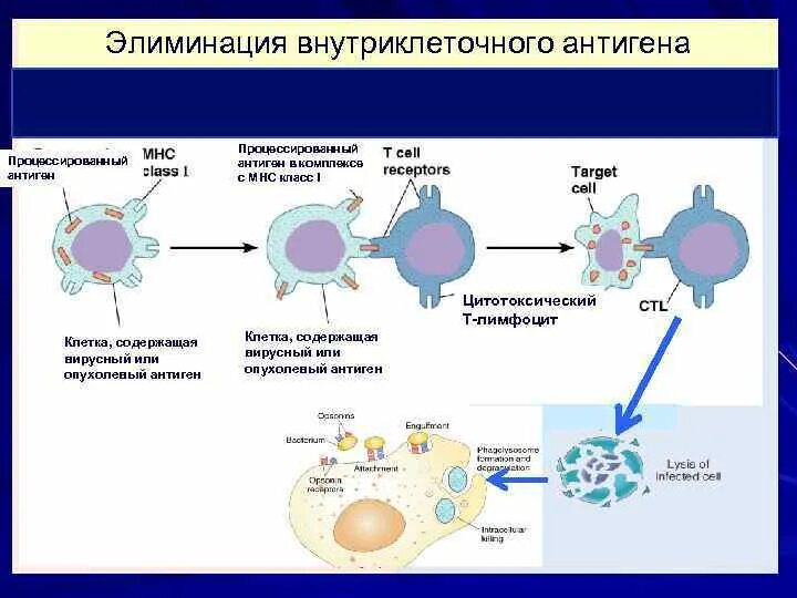 Клеточные антигены. Механизмы элиминации антигенов. Пути элиминации антигенов в организме. Пути элиминации антигенов из организма иммунология. Процесс элиминации антигена из организма..