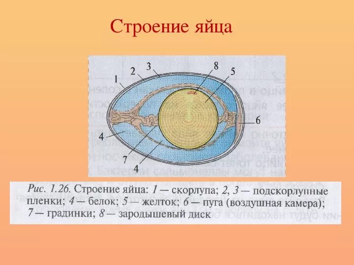 Строение яйца рис 162. Рис.166 строение яйца. Строение яйца птицы. Внутреннее строение яйца.