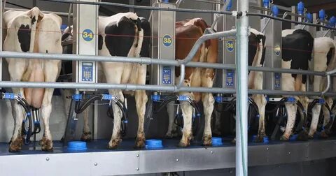 Milking farm