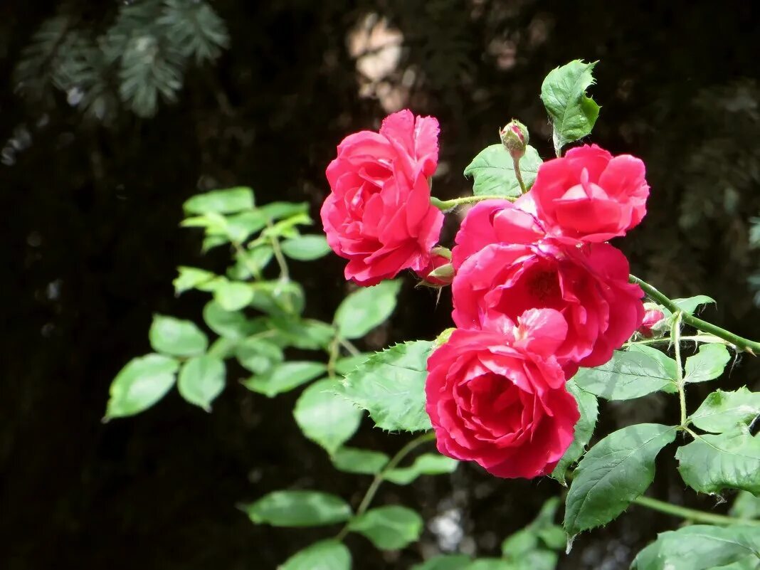 летняя роза ли. сорт розы татьяна. розы лето 2023. роса на цветах. розулет.