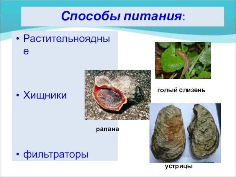 Какой тип питания у устриц. Моллюски фильтраторы. растительноядные моллюски. способы питания моллюсков фильтраторы. моллюски хищники примеры.