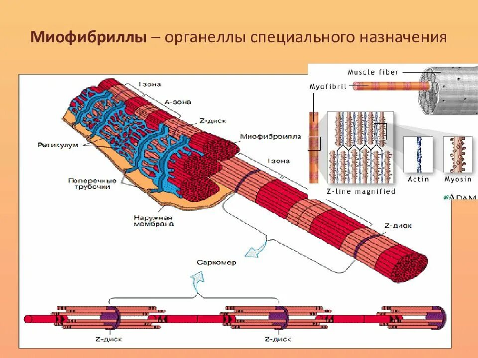 Миофибриллы состоят из. Органеллы миофибриллы. Миофибриллы органоиды специального назначения ткани. Структурные элементы миофибриллы. Миофибриллы скелетной мышечной ткани.