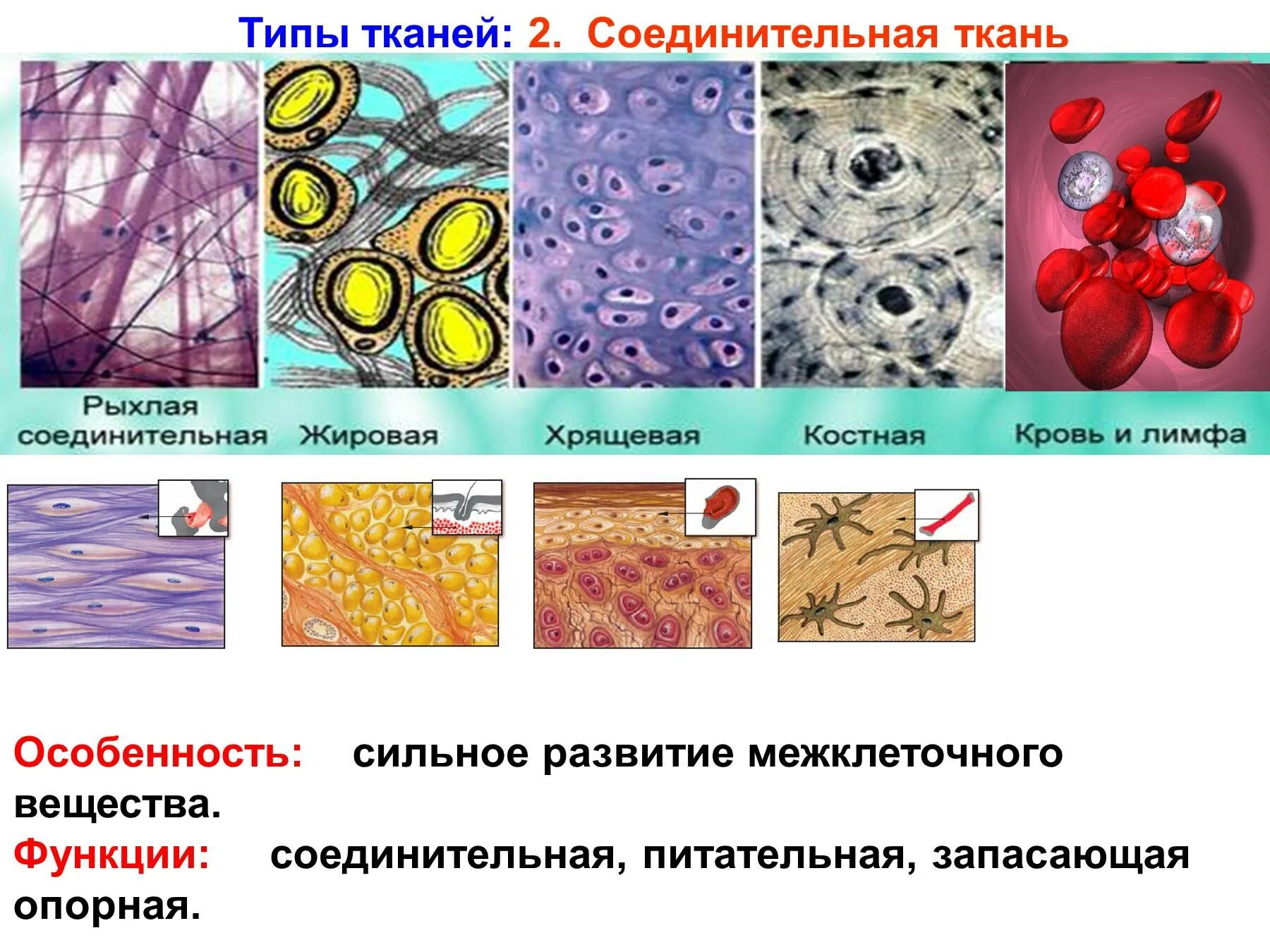 Запасающая функция кости. Типы строение соединительной ткани. Соединительные ткани строение клеток ткани. Строение разных типов соединительной ткани. Подвиды соединительной ткани.