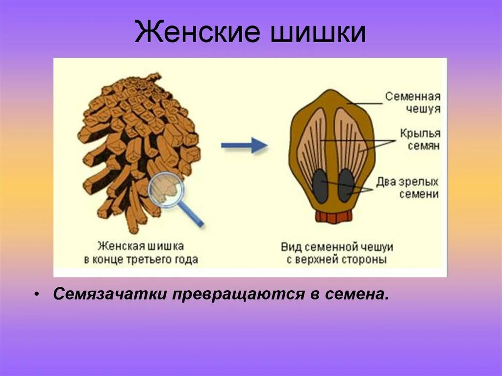 Семязачатки лежат на чешуях шишек. Женская шишка. Мужские и женские шишки. Женские шишки сосны. Строение женской шишки сосны.