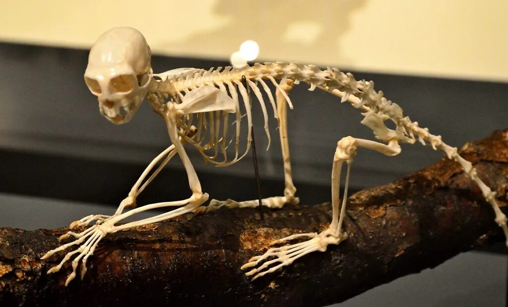 Skeleton s
