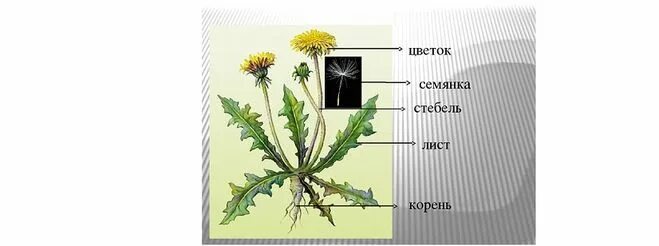 Одуванчик лекарственный описание. Строение одуванчика. Таксоны одуванчика лекарственного. Таксоны одуванчика обыкновенного. Одуванчик лекарственный схема строения.