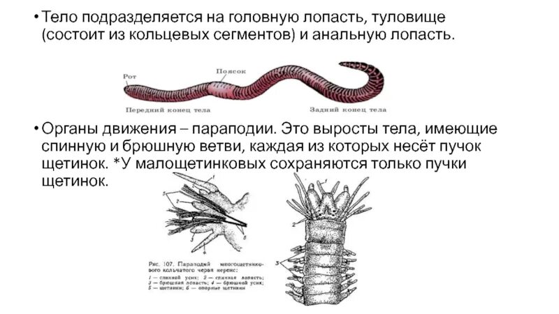 Органы движения. Параподий у кольчатых червей. Параподия это у кольчатых червей. Строение кольчатых червей параподии. Параподии у червей.
