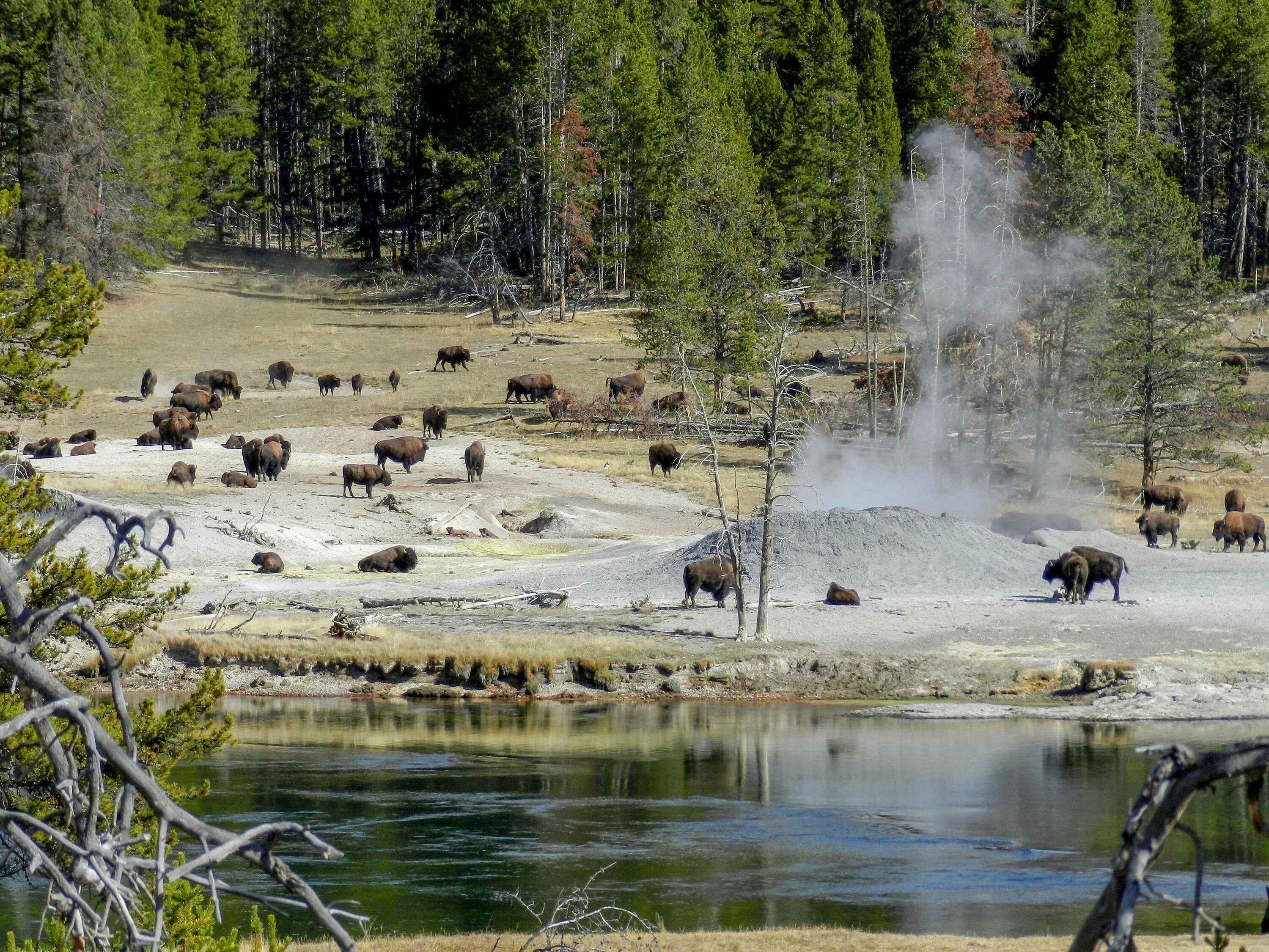 Национальный парк Йеллоустоун. Парк заповедник Yellowstone. Йеллоустоун национальный парк животные. Йеллоустоун заповедник Бизон. Заповедная национальный парк