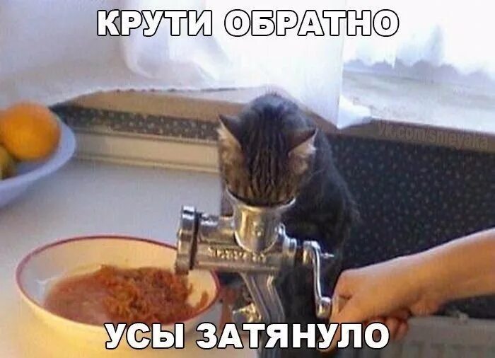 Мем с крутящимся котом 1 час бит Отзывы о книге Джона Голсуорси Сага о Форсайтах. Том I-II (сборник) Livelib