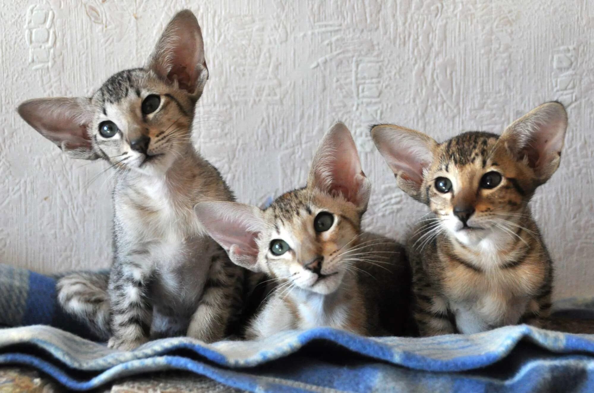 Кот породы ориентал. Ориентальная короткошерстная кошка. Ориентальные ушастые кошки. Черный ориентальный кот. Ориентальная кошка.