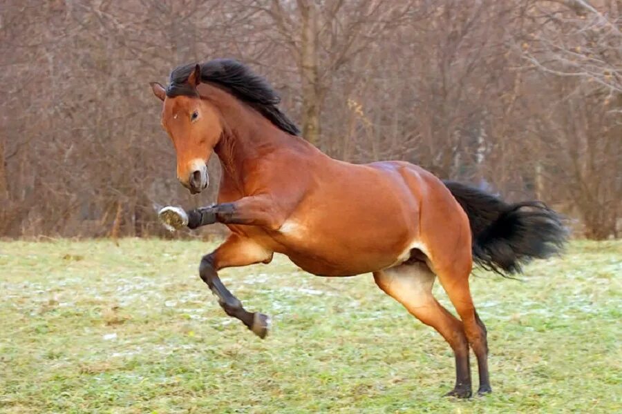 Лошадки настоящие. Оранжевая лошадь. Живые лошади. Настоящий конь. Мир лошадей.
