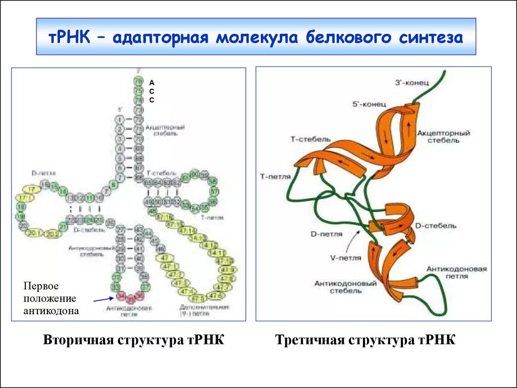 Строение ТРНК первичная структура. Первичная структура ТРНК. Структуры РНК первичная вторичная и третичная. Вторичная структура ТРНК.
