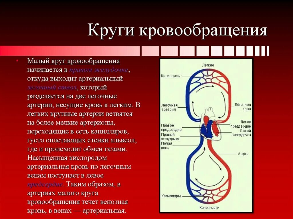 Направление кругов кровообращения. Малый круг кровообращения венозная кровь. Сосуд которым начинается малый круг кровообращения. Большой круг кровообращения начинается. Малого круга кровообращения у человека.