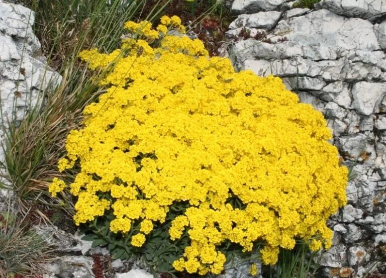 алиссум золотая россыпь. алиссум горный "золотая россыпь". алиссум скальный золотая россыпь. алиссум скальный золотая россыпь. алиссум скальный золотая россыпь.