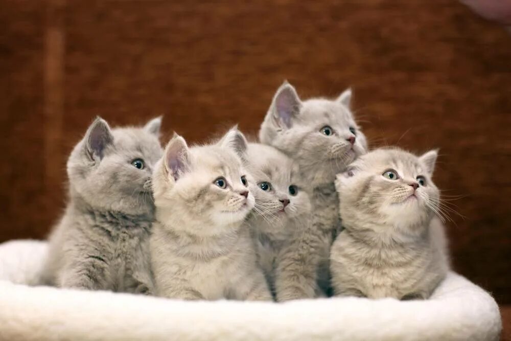 Смешные коты. Кошачья семья. Котики сидят в ряд. Покажи 7 кошек. Покажи 7 кошек.