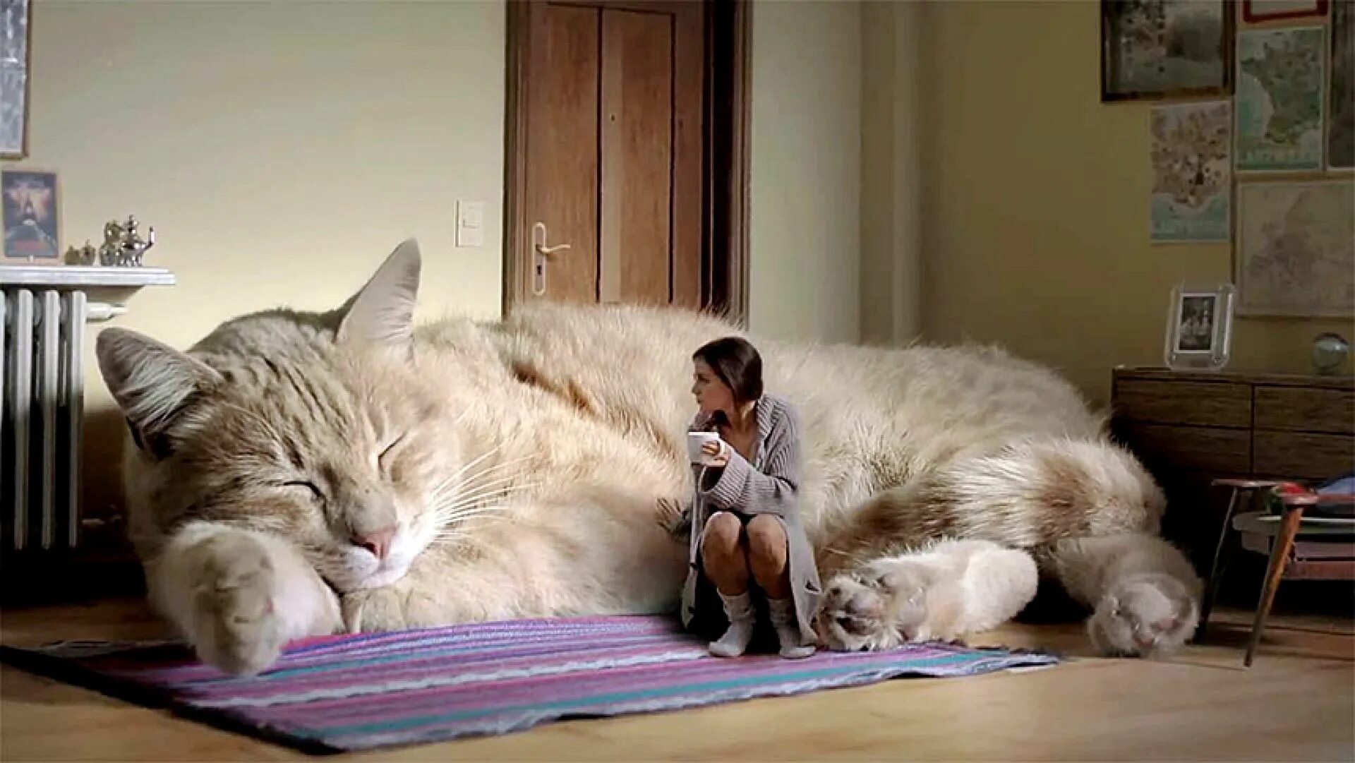 Включи самый лучший кот. Включи самый лучший кот