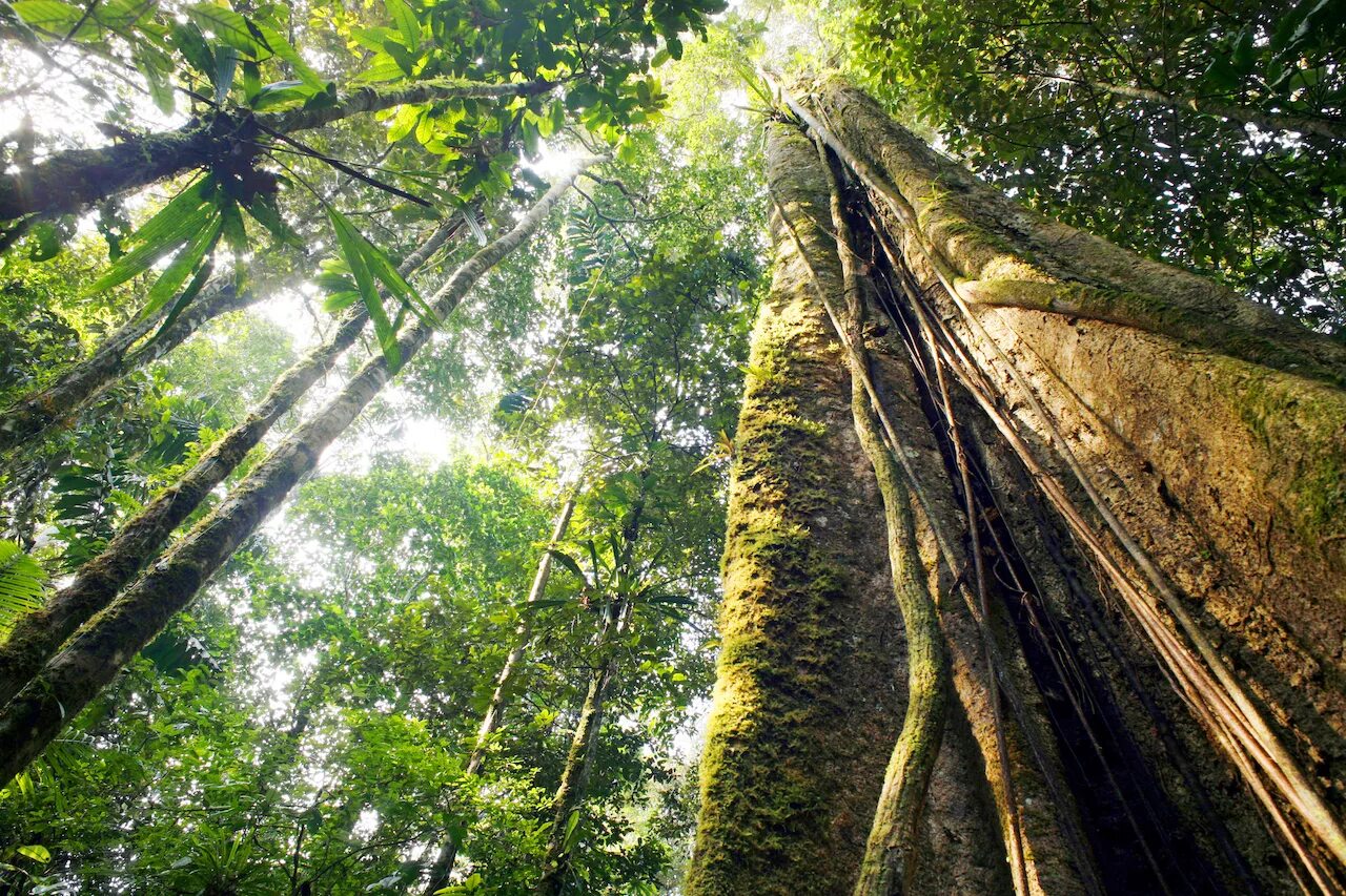 Amazon borneo congo. Эбеновое дерево Коста Рика. Дерево самаома Амазонка. Деревья влажных экваториальных лесов Африки. Лианы в сельве.