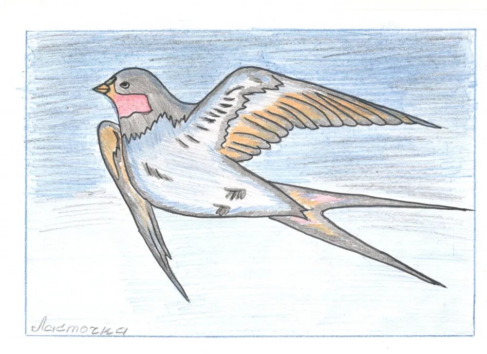 Рисунок птицы 5 класс. Нарисовать перелетную птицу ласточку. Перелетные птицы рисунок. Перелетные птицы рисунок карандашом. Рисование в 1 классе перелетные птицы.