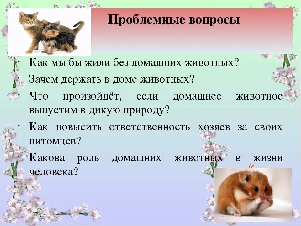 Названия проектов для животных