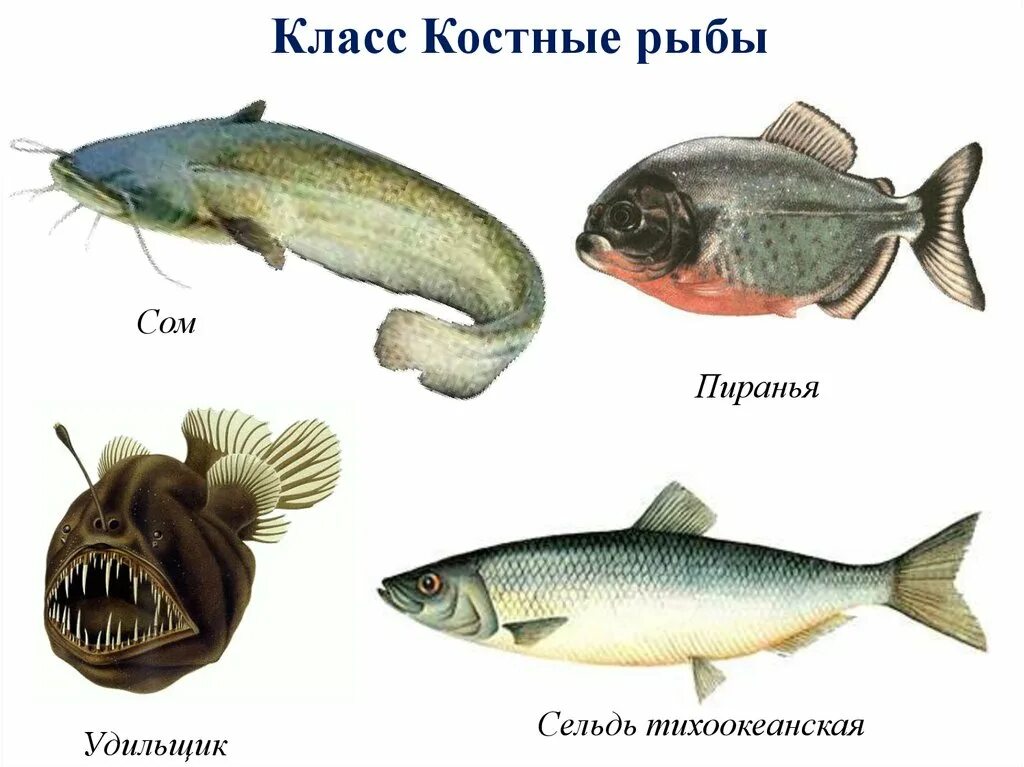 Костные рыбы. Костные рыбы названия. Представители рыб. Класс костистые рыбы. Примеры группы рыбы