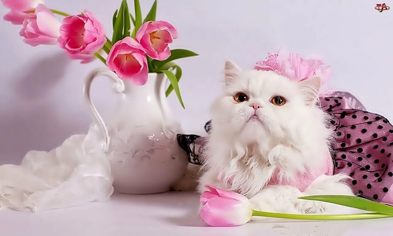 Пожелание с добрым утром с кошками. Доброе утро с кошками. котик с цветами. открытки с добрым утром с кошками. нежные цветы с котятами.