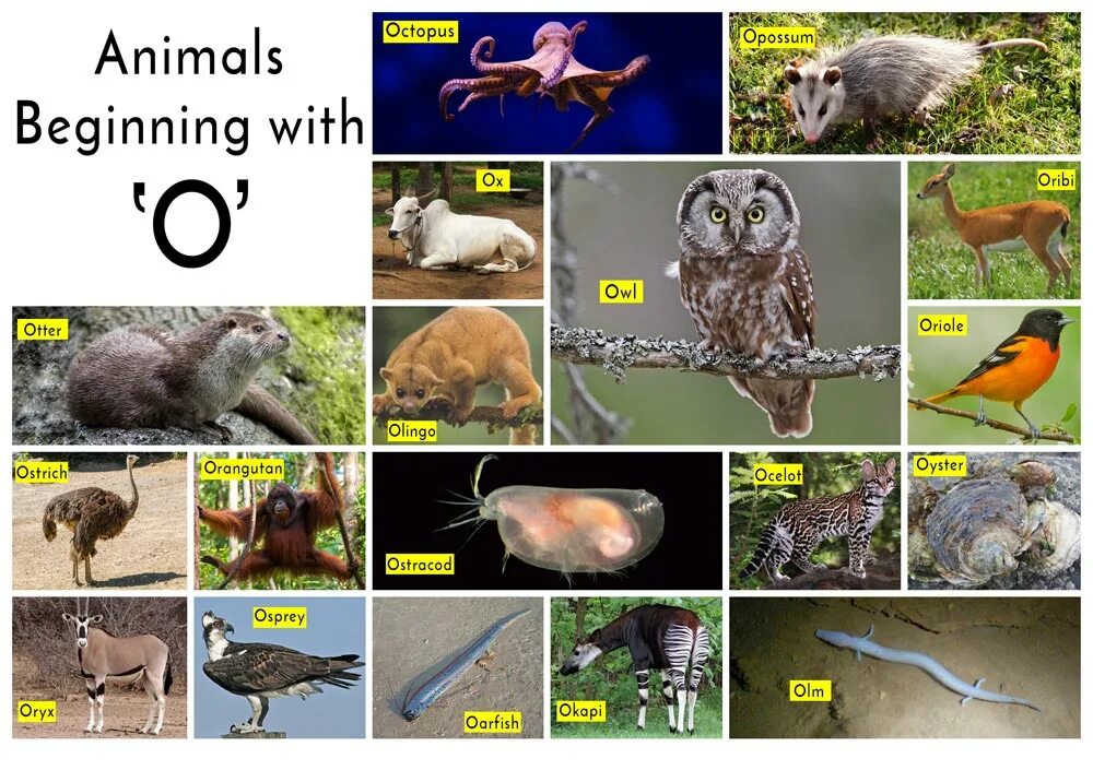 Animals starting with b. Animal beginning with a. Animals list. Animals that start with a. Common animal