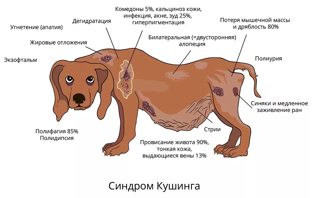 Болезни животных симптомы. Синдром кушинга у собак симптомы. болезнь синдрома кушинга у собак. болезнь иценко кушинга у собак.