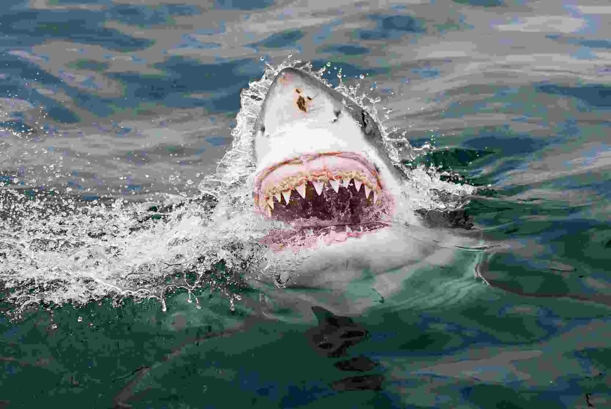 Стивен спилберг челюсти. Большая белая акула нападает. Стивен спилберг челюсти. Событие про акул. Акулы в черном море.