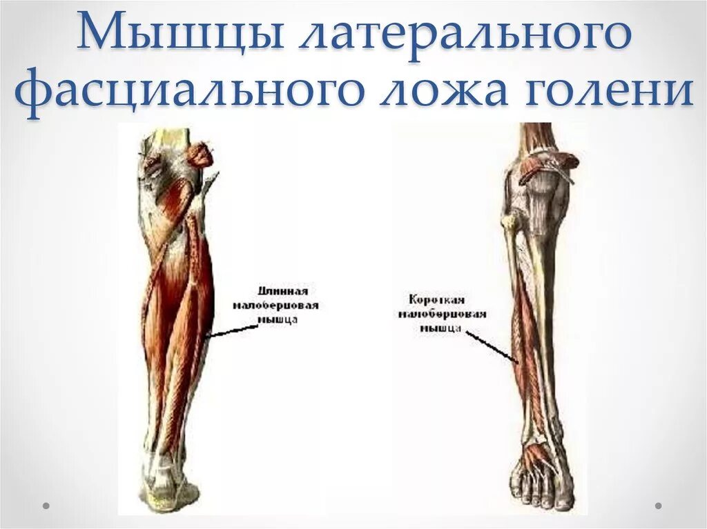 Латеральное фасциальное ложе голени мышцы. Передний костно фасциальный футляр голени. Переднее мышечно-фасциальное ложе голени. Ложе голени топографическая анатомия.