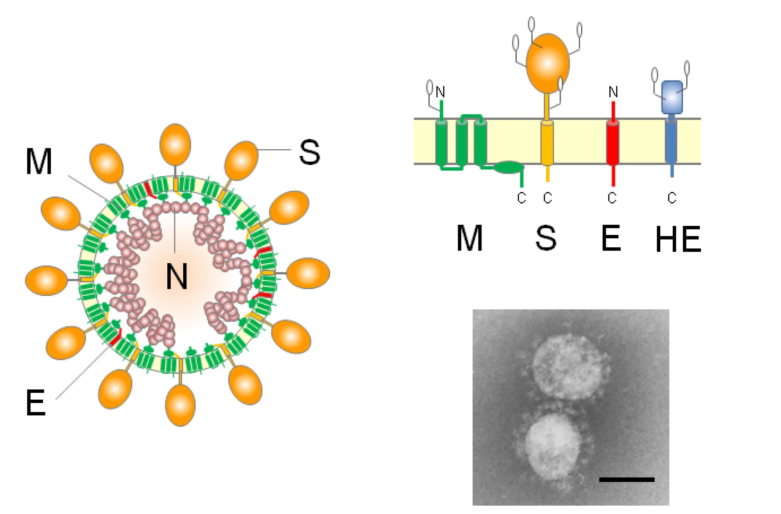 Virus 7. Респираторные коронавирусы (Coronaviridae). Coronaviridae внедрение в клетку. Coronaviridae таксономия. Подсемейство letovirinae коронавирус.