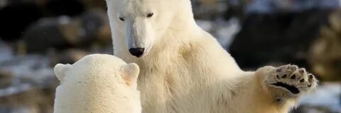 На следующей странице представлены фотографии белого медведя