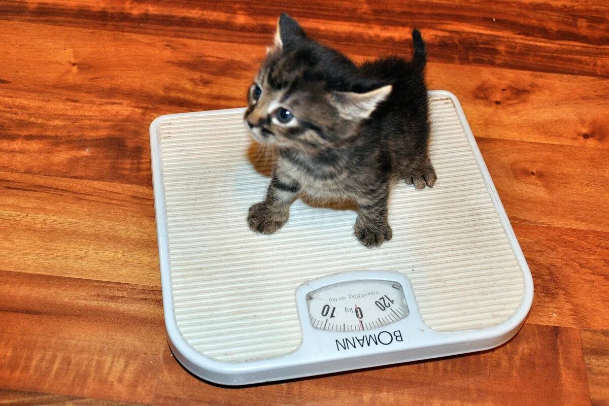 Взвешивание кота. Котенок на весах. Весы с котятами. День вставания на весы.