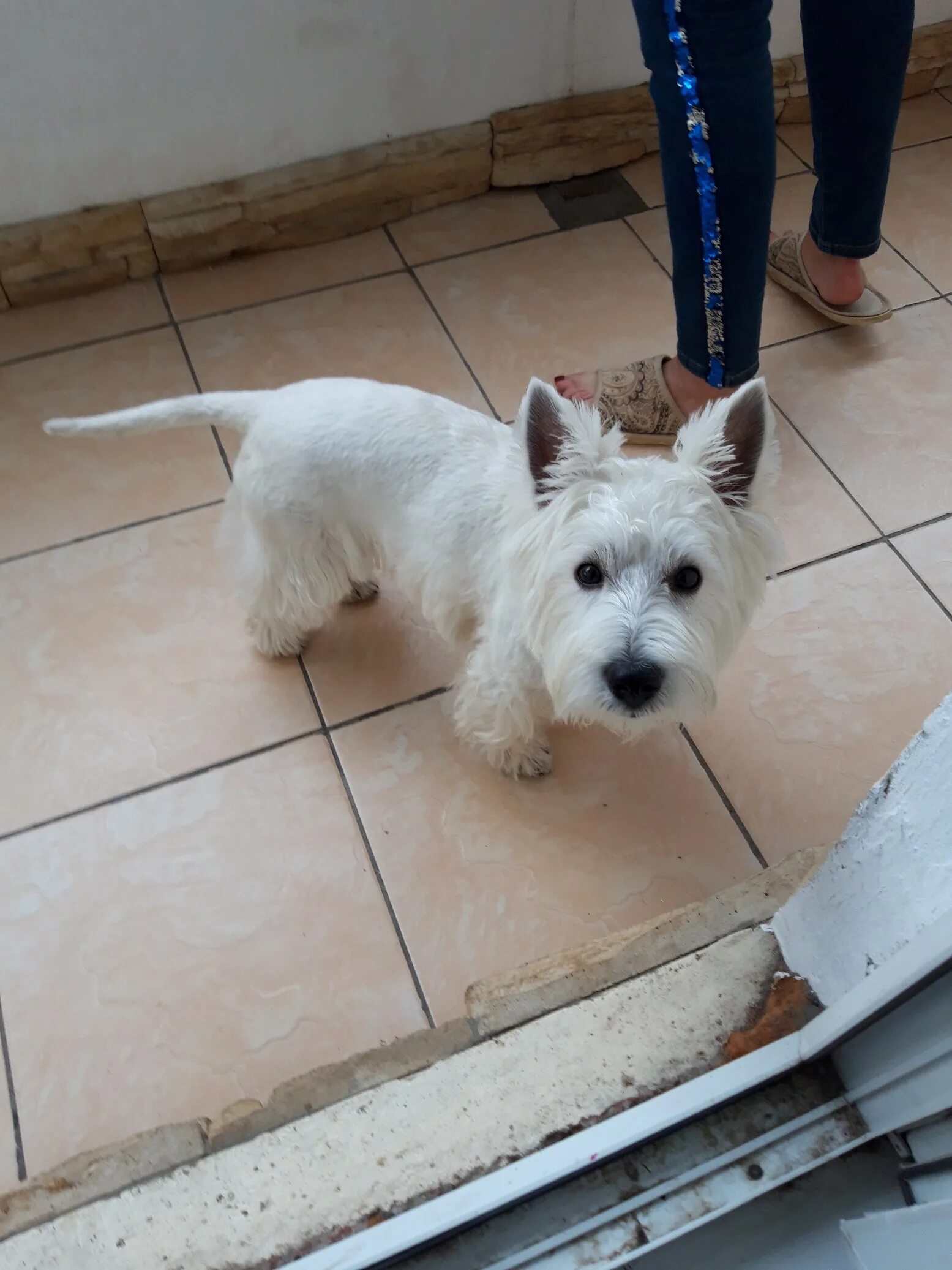 Животные красногорск. Животные красногорск. Папильончиков покажи. Груминг салон красногорск. Грумер красногорск.