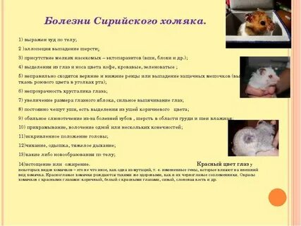 Хомяк болеет бешенством