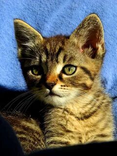 Swk hi cat