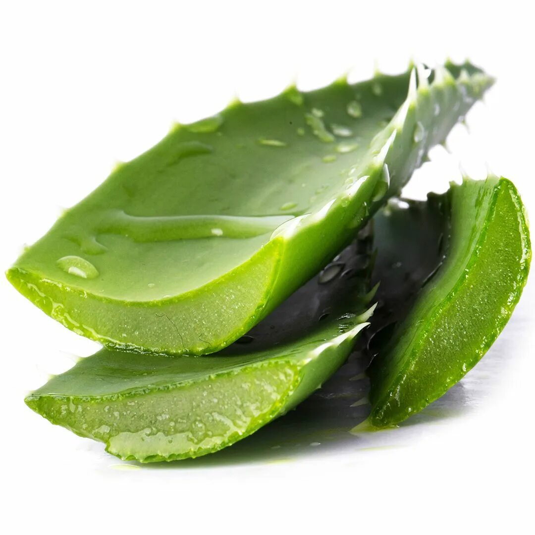 Алоэ для кошек. Aloe Vera. Aloe barbadensis Leaf Juice. Алоэ Vera. Алоэ гарипензис.