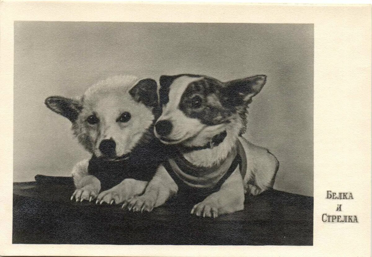 Белкаистрелка (собака-космонавт). Белка и стрелка 1960. Белка и стрелка собаки космонавты. Плакат белка и стрелка 1960.