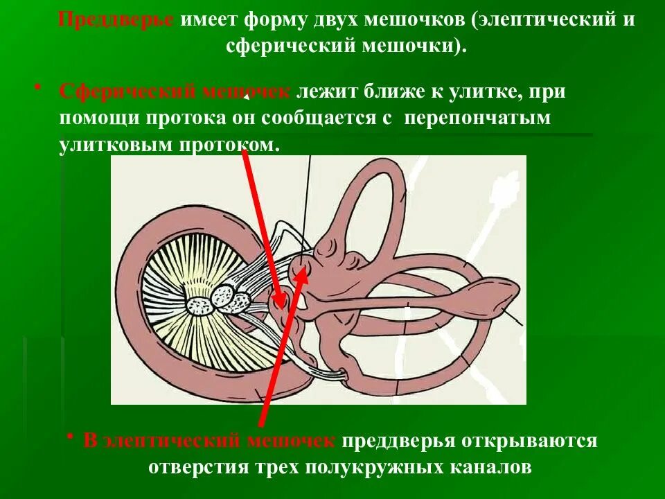 Строение мешочков. Маточка вестибулярного аппарата. строение вестибулярного аппарата мешочки. строение вестибулярного аппарата.