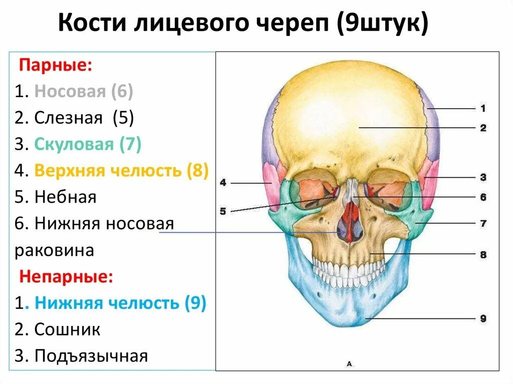 Строение черепа человека биология. Внутреннее строение черепа сбоку. Различия в строении черепа. Парные кости мозгового черепа (височная и теменная). Различия в строении черепа.