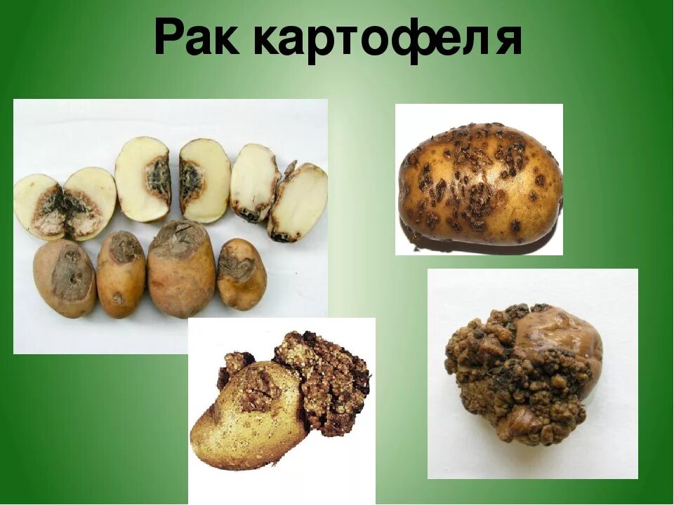 Гриб паразит томатов и картофеля. Synchytrium endobioticum на картофеле. болезни картофеля. раковые заболевания у картофеля. болезни клубней картофеля.