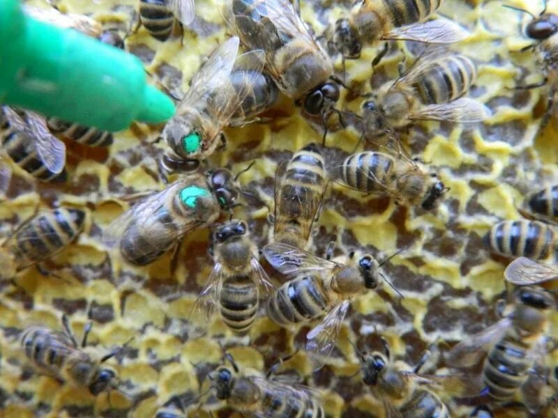 Различия пчел. Пчела Карпатка. Карника порода пчел. Пчела Бакфаст и Среднерусская. Карпатка и Карника.
