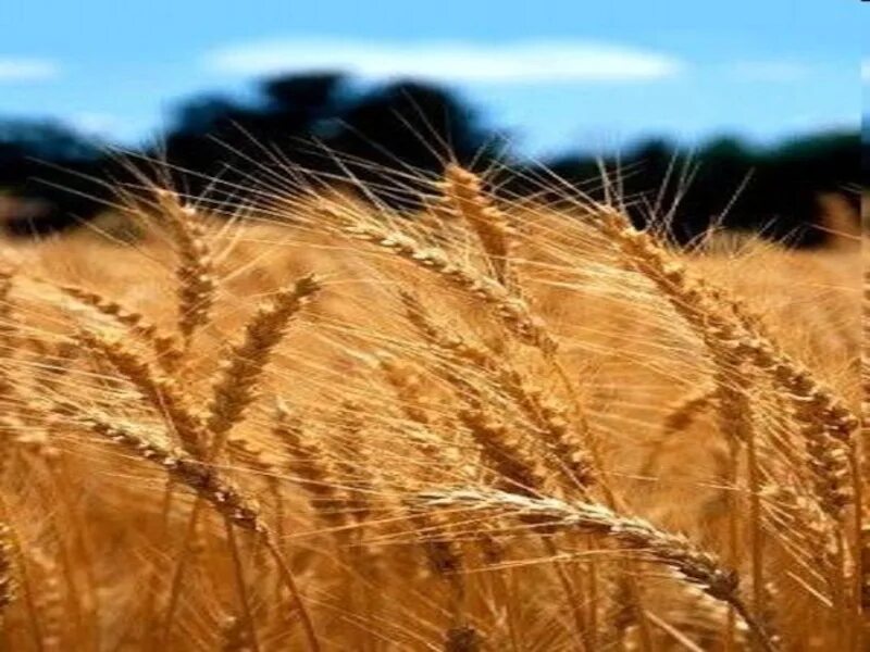 Хлебная земля. Колосья хлеба. Хлеб пшеница. Хлеб на земле. Слава хлебу на столе.