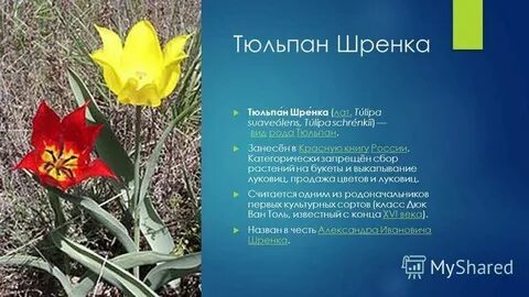 Тюльпан красная книга