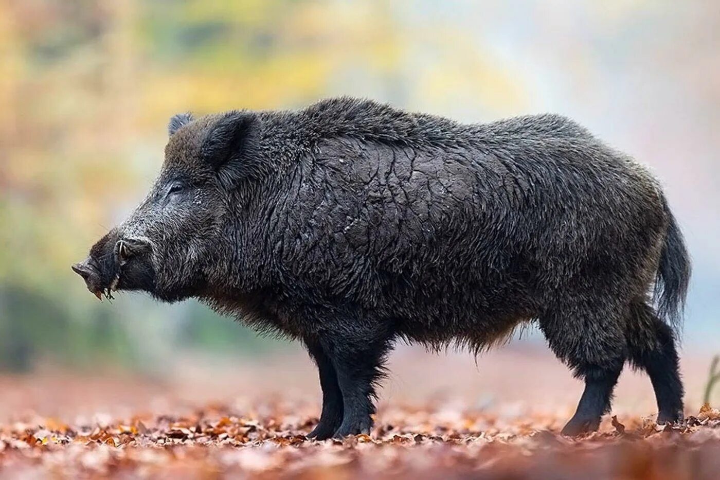 Сайт кабан. Вепрь секач. вепрь кабан. вепрь дикий кабан. кабан (sus scrofa).