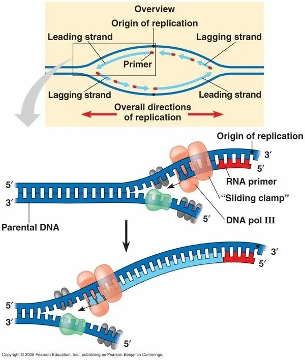 Праймер биология. Полуконсервативный механизм репликации ДНК. Схема полуконсервативной репликации ДНК. Полуконсервативная репликация ДНК кратко. Полуконсервативная репликация ДНК. Механизм репликации.